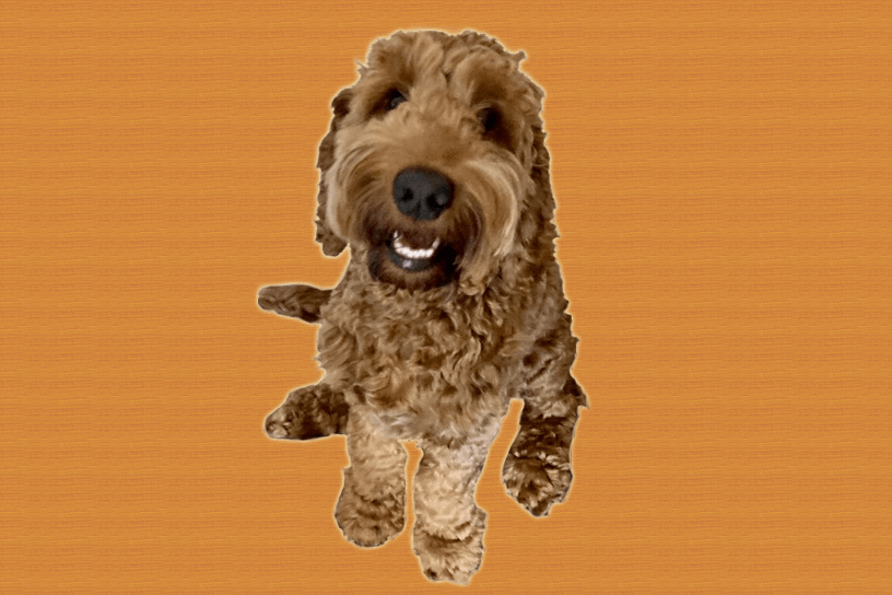 A Friendly Milo